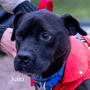 Adotta Julio, male Mixed Breed for adoption at Rifugio il Bau (Bastardini)