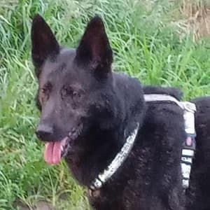 Adotta Luisa, female senior Mixed Breed for adoption at Rifugio il Bau (Bastardini)