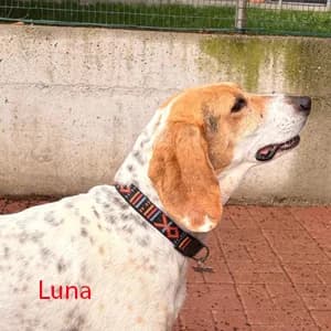 Adotta Luna, female 5yo Mixed Breed for adoption at Rifugio il Bau (Bastardini)