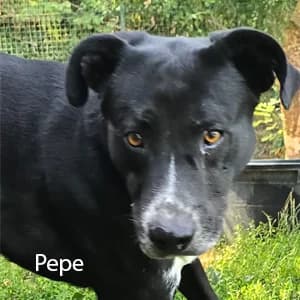 Adotta Pepe, male 5yo Mixed Breed for adoption at Rifugio il Bau (Bastardini)