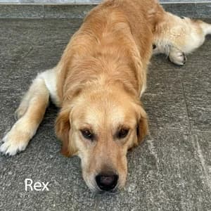 Adotta Rex, male Mixed Breed for adoption at Rifugio il Bau (Bastardini)