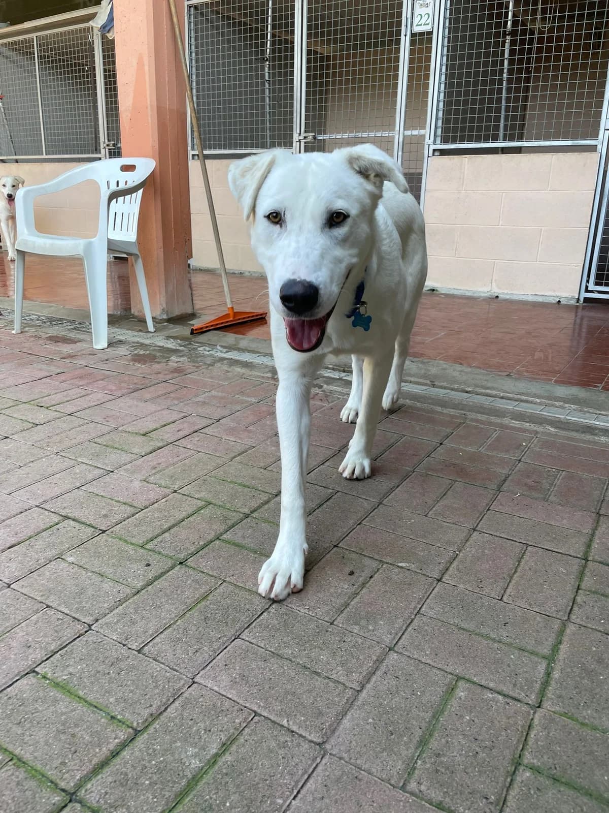 Adotta Rocky, male young Mixed Breed for adoption at Rifugio il Bau (Bastardini)