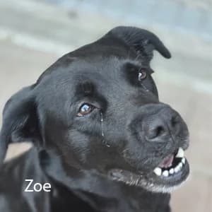 Adotta Zoe, female Mixed Breed for adoption at Rifugio il Bau (Bastardini)