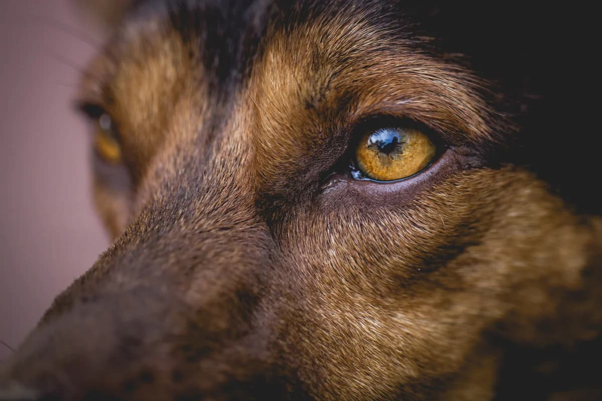 Il comportamento predatorio nel cane (Canis familiaris), 7yo mixed breed for adoption at Rifugio Miletta, Agrate Conturbia NO