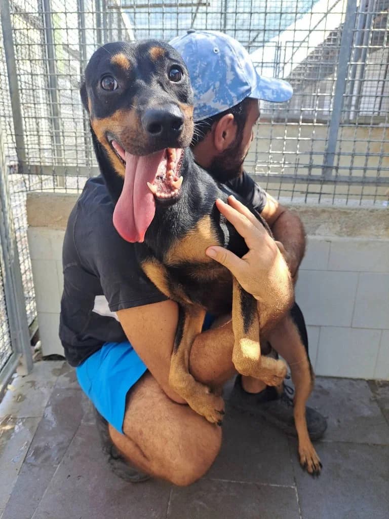 Aldo, male young Mixed Breed for adoption at Rifugio San Francesco