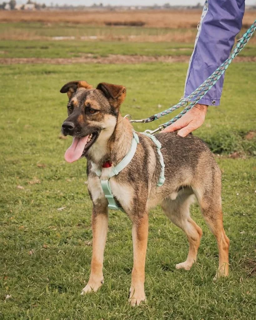 Arturo, male 4yo Mixed Breed for adoption at Rifugio San Francesco