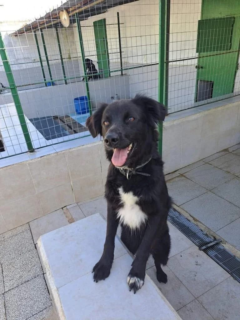 Baghera, male 5yo Mixed Breed for adoption at Rifugio San Francesco