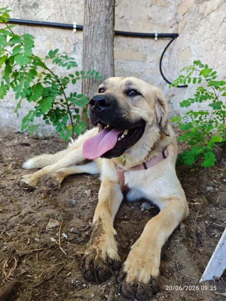 Bonnie, female young Mixed Breed for adoption at Rifugio San Francesco