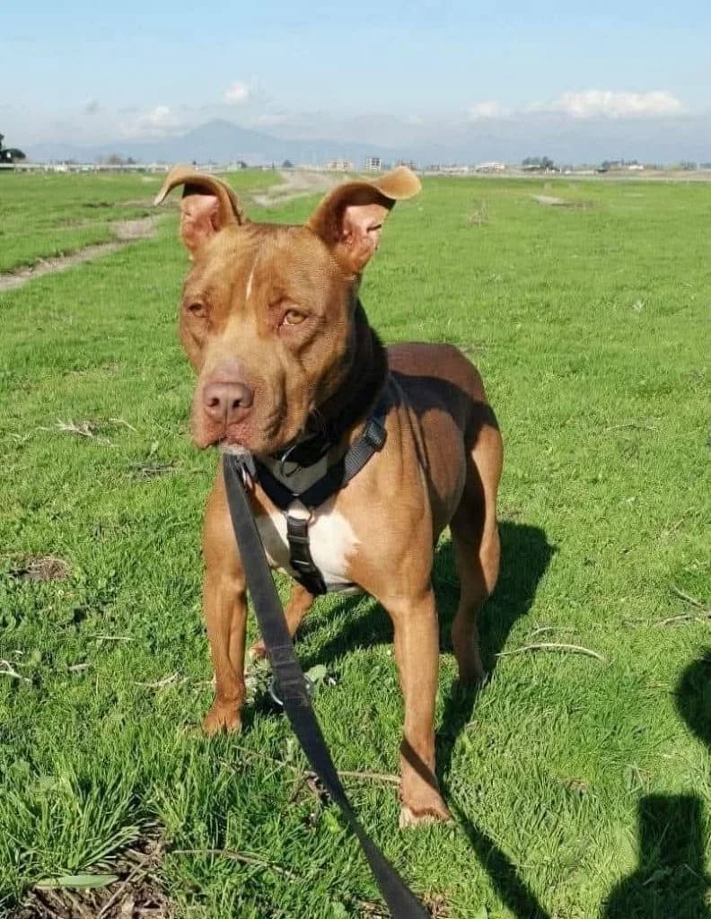 Brian, male 7yo Mixed Breed for adoption at Rifugio San Francesco
