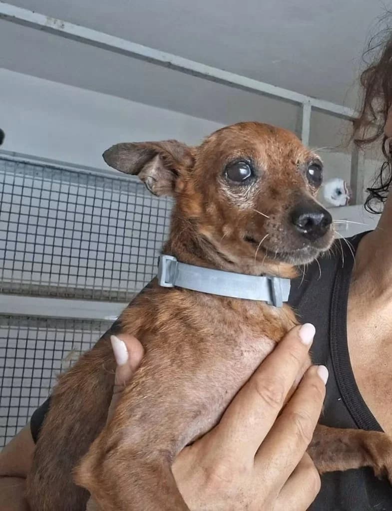 Cico, male 6yo Mixed Breed for adoption at Rifugio San Francesco