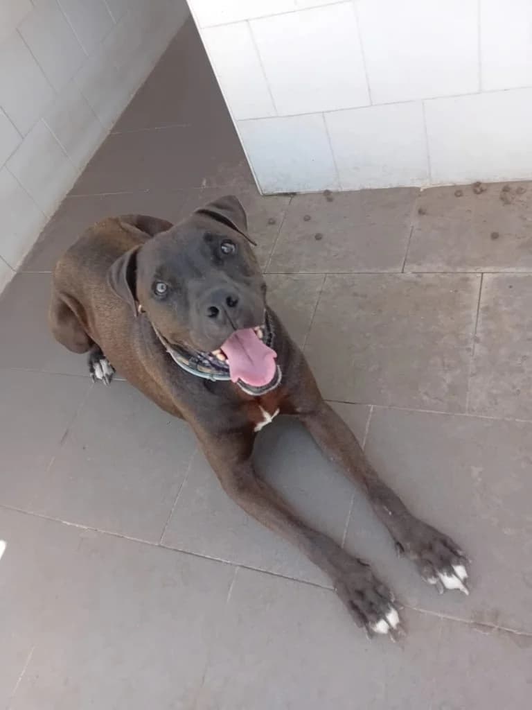 Clutch, male senior Mixed Breed for adoption at Rifugio San Francesco