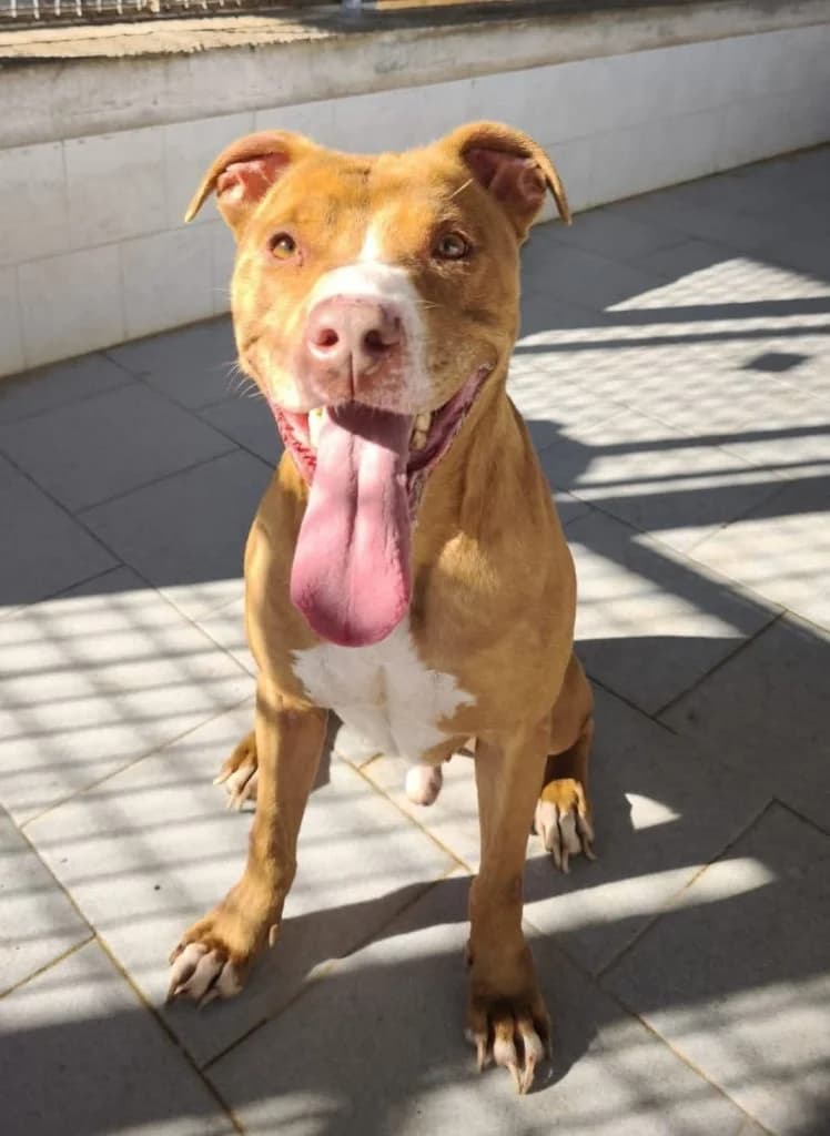 Falco, male senior Mixed Breed for adoption at Rifugio San Francesco
