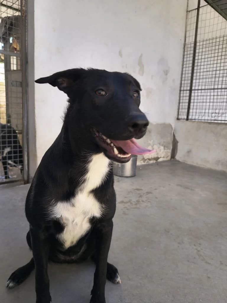 Fiamma, female young Mixed Breed for adoption at Rifugio San Francesco