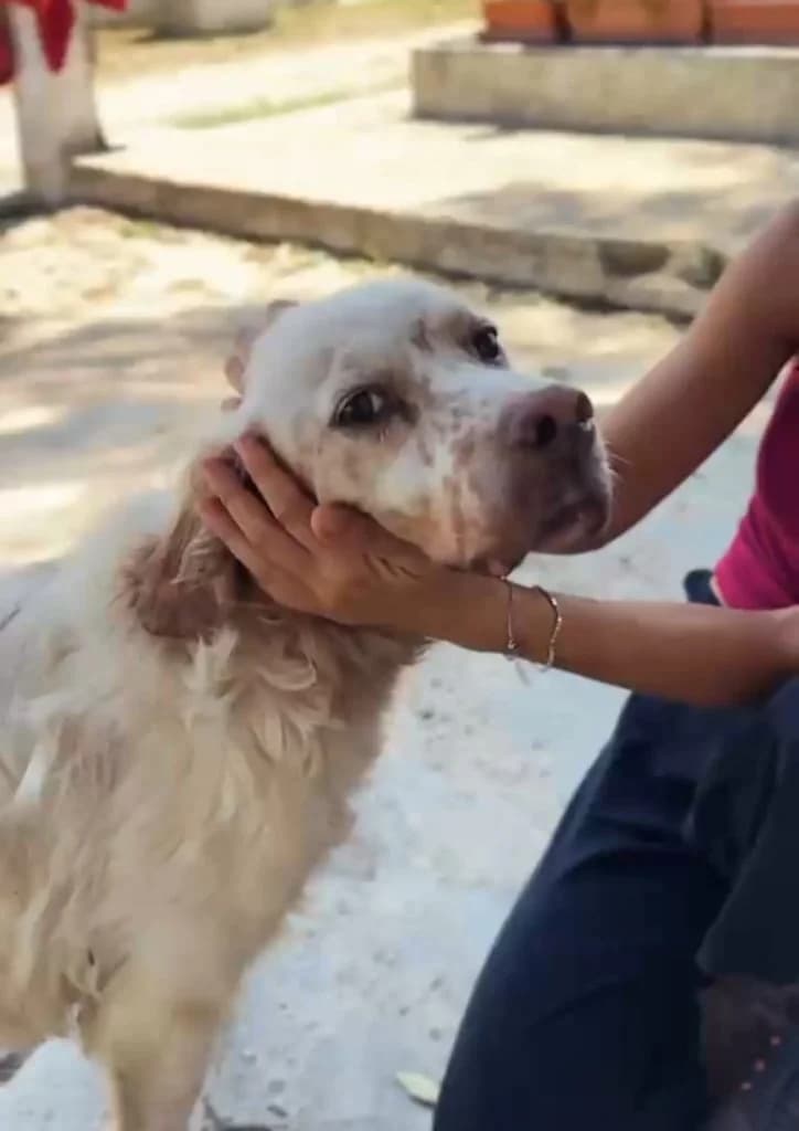 Gemon, male 7yo Mixed Breed for adoption at Rifugio San Francesco