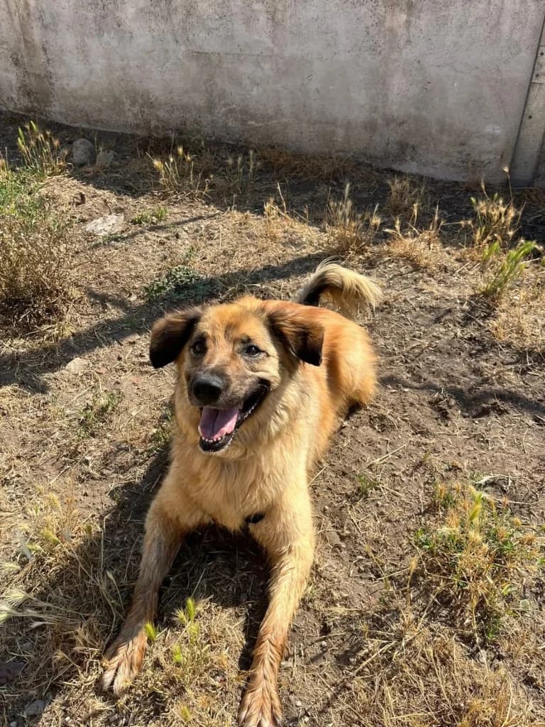 Harry, male 6yo Mixed Breed for adoption at Rifugio San Francesco