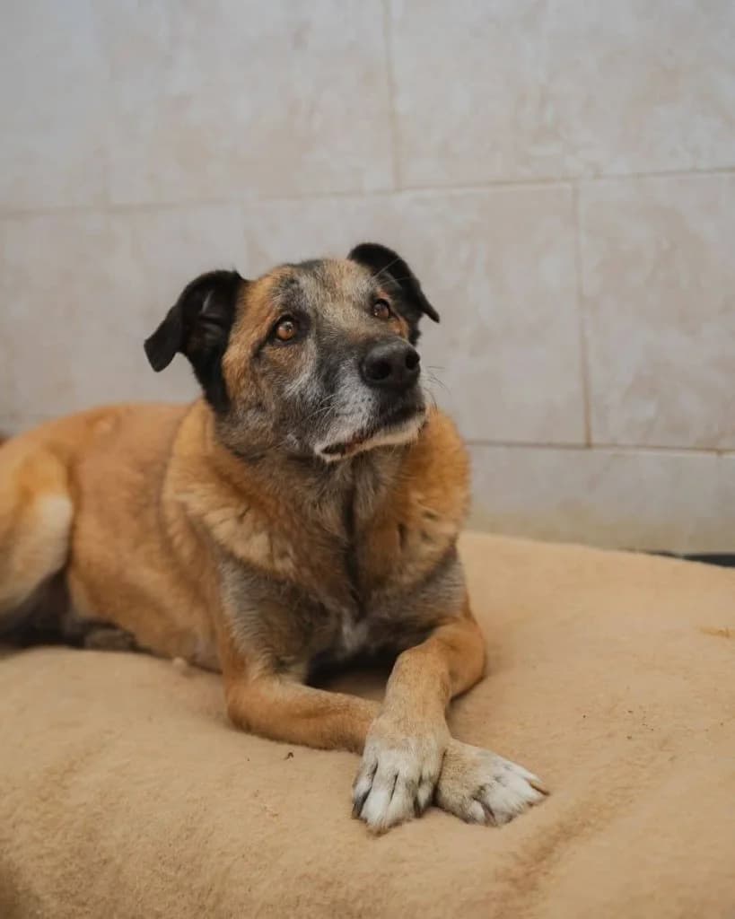 Jack, male senior Mixed Breed for adoption at Rifugio San Francesco