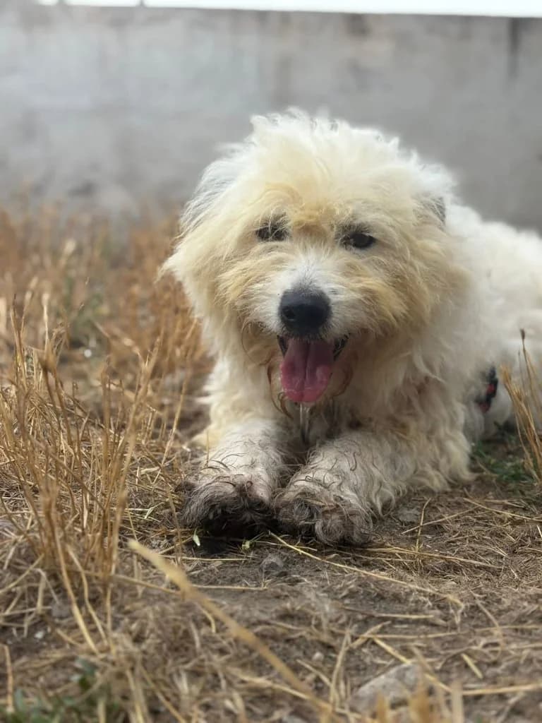 Jenny, female 5yo Mixed Breed for adoption at Rifugio San Francesco