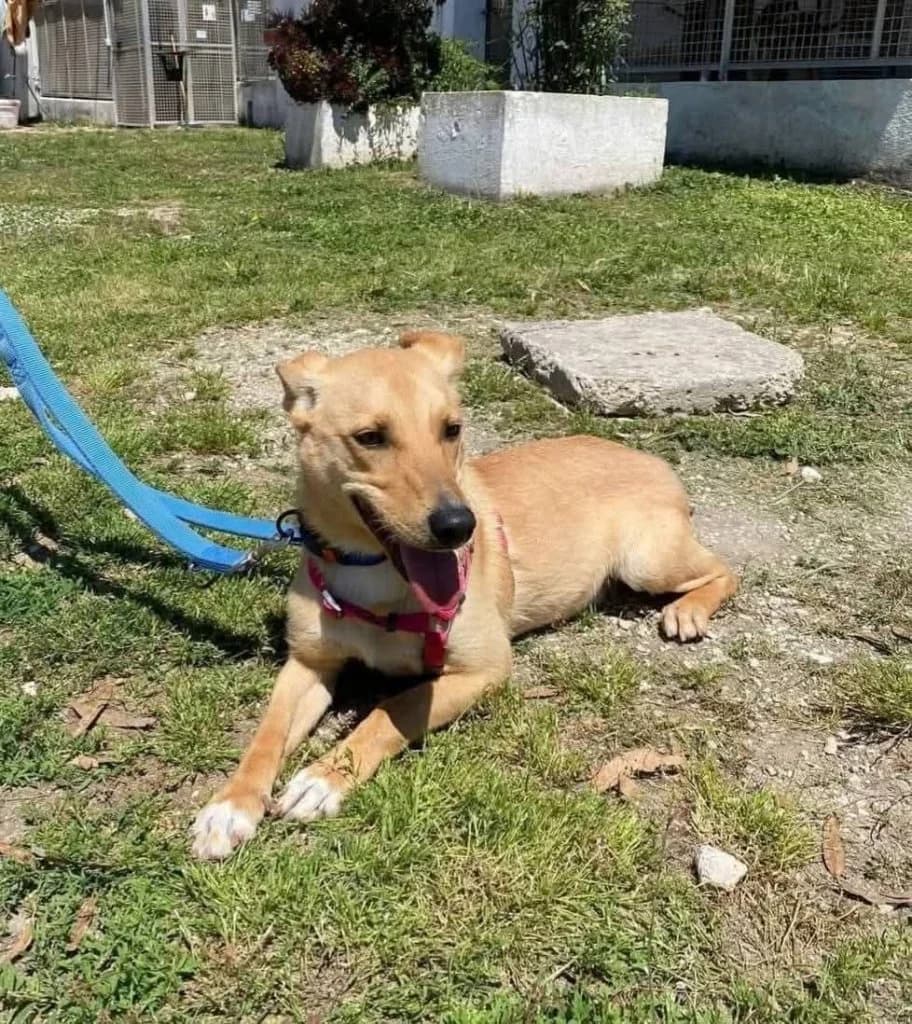 Junior, male 3yo Mixed Breed for adoption at Rifugio San Francesco