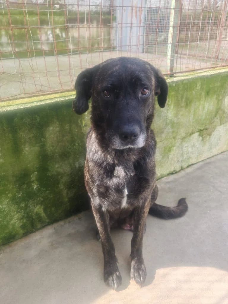 Kiara, female young Mixed Breed for adoption at Rifugio San Francesco