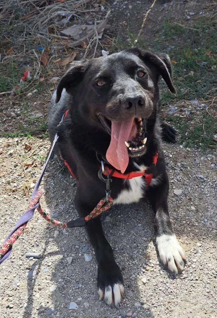 Kimbo, male senior Mixed Breed for adoption at Rifugio San Francesco