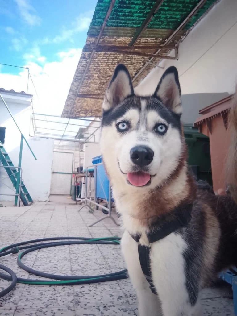 Kira, female young Mixed Breed for adoption at Rifugio San Francesco