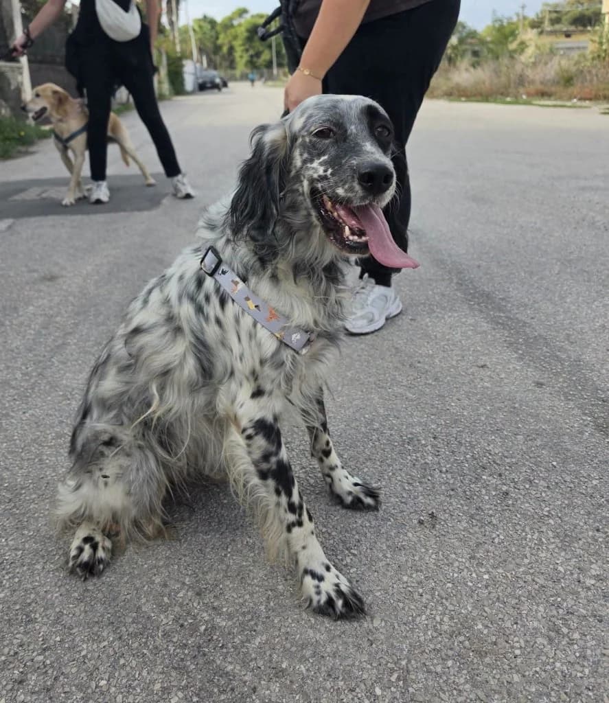 Lea, female 4yo Mixed Breed for adoption at Rifugio San Francesco
