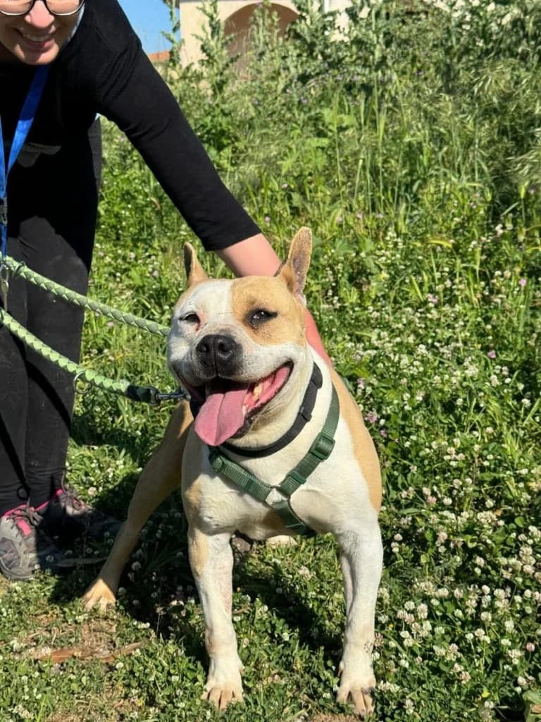Lexya, female senior Mixed Breed for adoption at Rifugio San Francesco