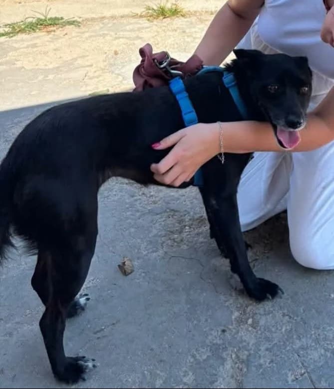 Lilly, female 5yo Mixed Breed for adoption at Rifugio San Francesco