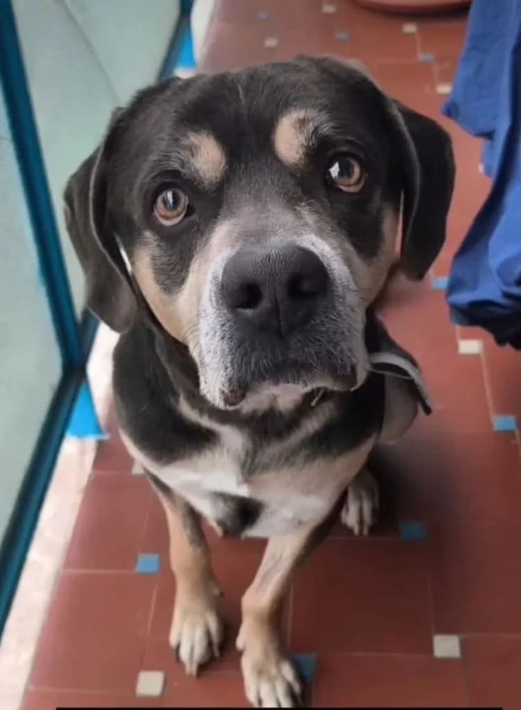 Lucio, male 3yo Mixed Breed for adoption at Rifugio San Francesco