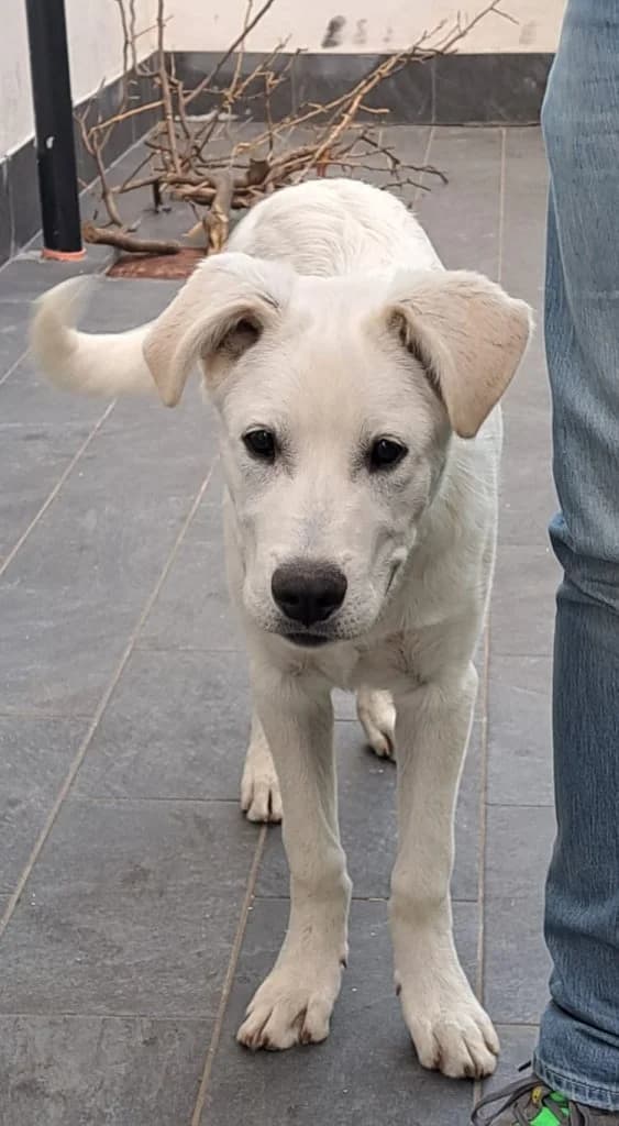 Max, male puppy Mixed Breed for adoption at Rifugio San Francesco