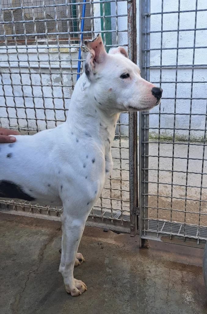 Melody, female 4yo Mixed Breed for adoption at Rifugio San Francesco