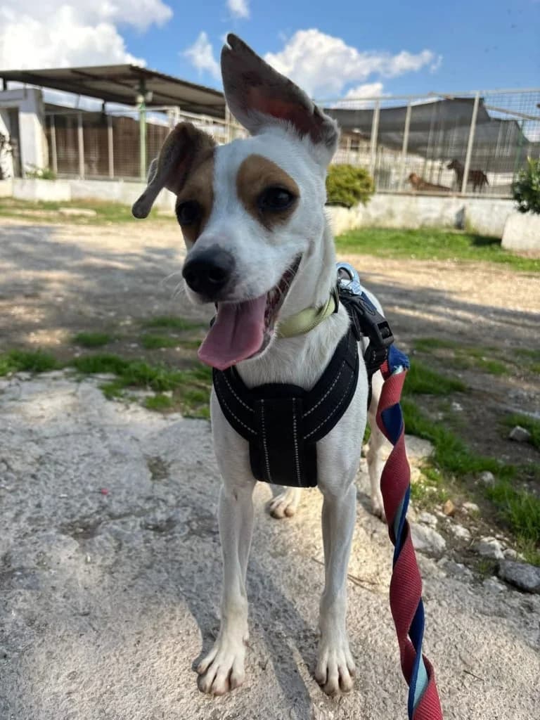 Moreno, male 4yo Mixed Breed for adoption at Rifugio San Francesco