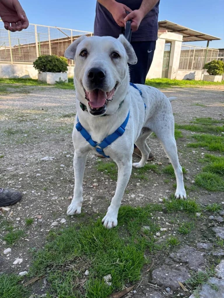Nitro, male senior Mixed Breed for adoption at Rifugio San Francesco