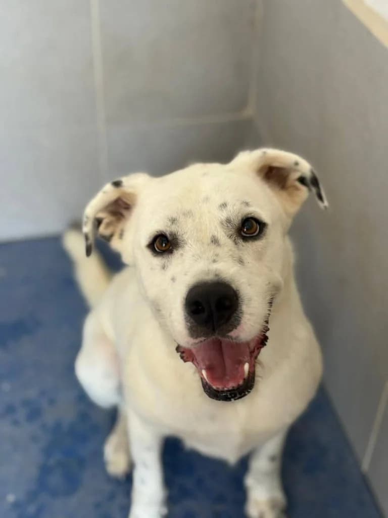 Paride, male 3yo Mixed Breed for adoption at Rifugio San Francesco