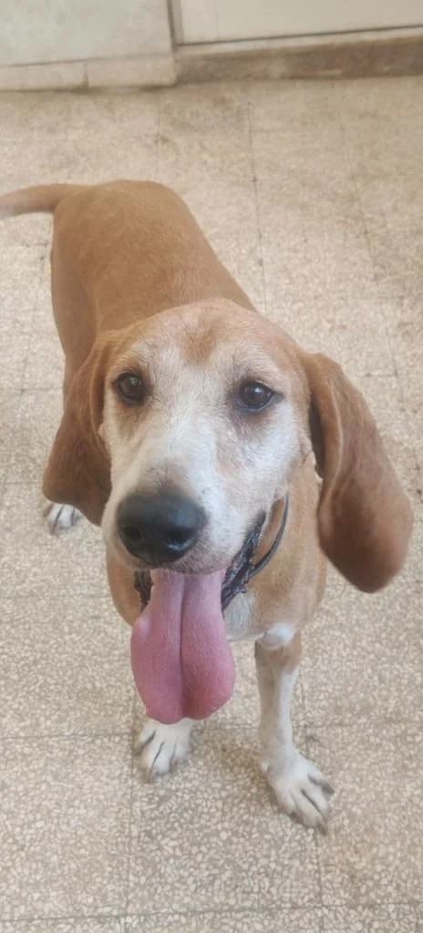 Pino, male 7yo Mixed Breed for adoption at Rifugio San Francesco