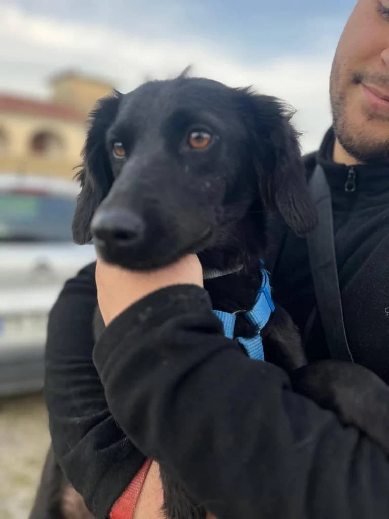 Pluto, male 3yo Mixed Breed for adoption at Rifugio San Francesco