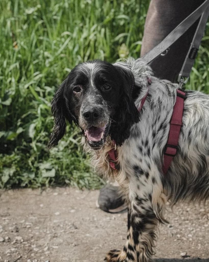 Pluto, male 4yo Mixed Breed for adoption at Rifugio San Francesco