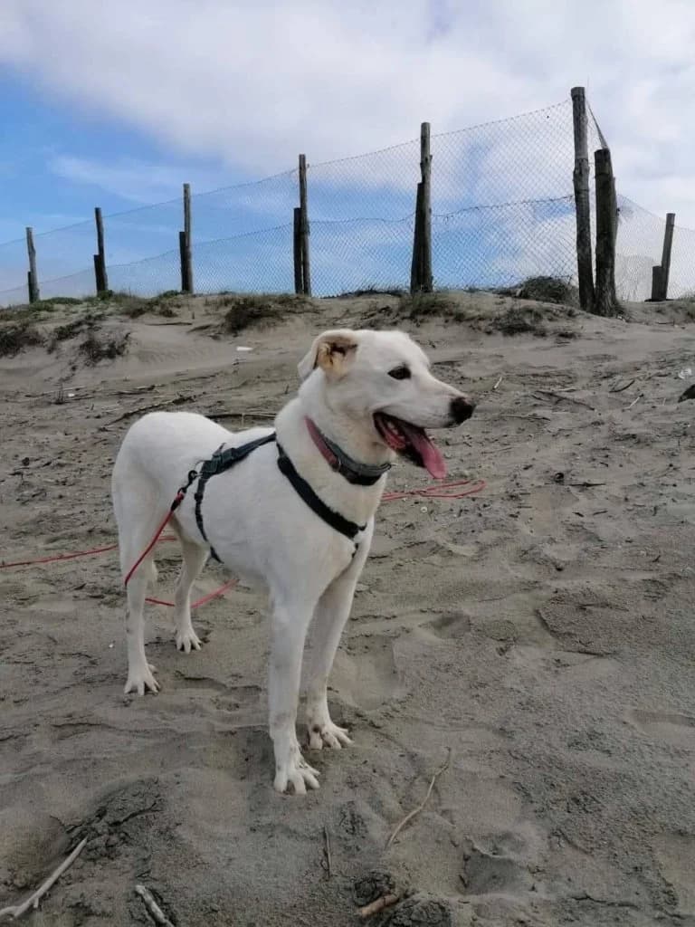 Priamo, male senior Mixed Breed for adoption at Rifugio San Francesco