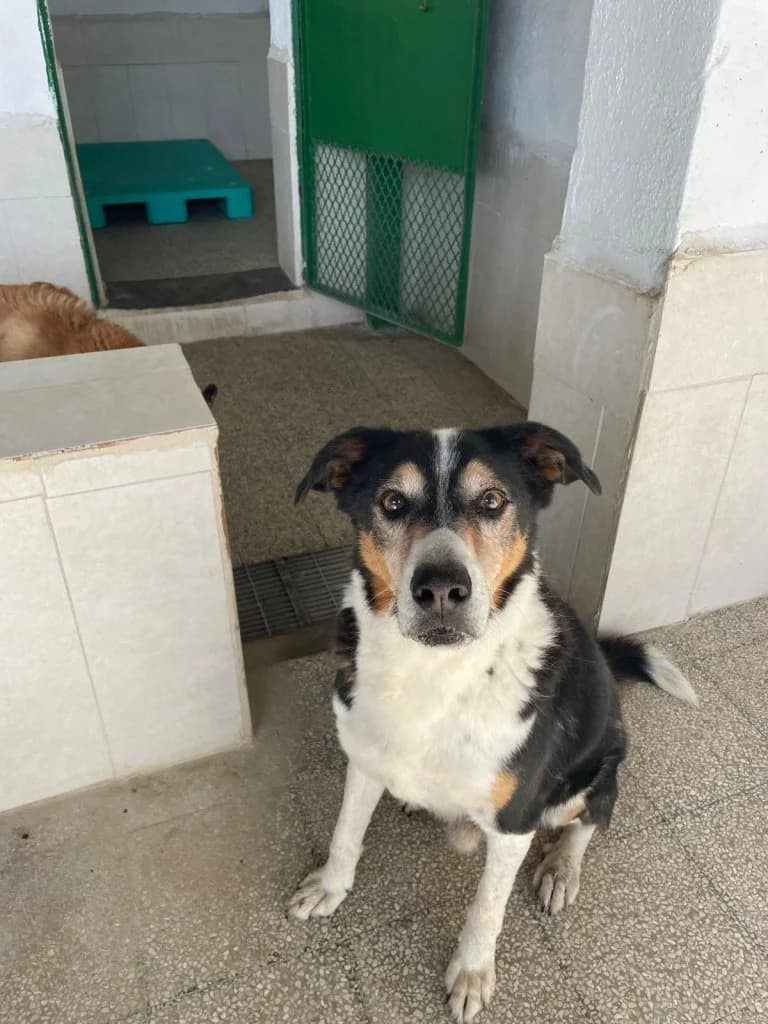 Ricky, male senior Mixed Breed for adoption at Rifugio San Francesco