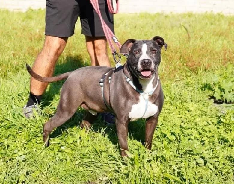 River, male senior Mixed Breed for adoption at Rifugio San Francesco