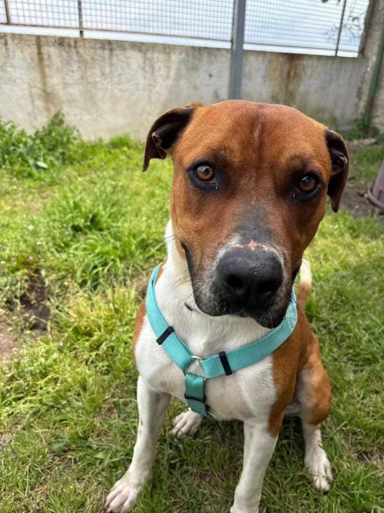 Rocky, male 4yo Mixed Breed for adoption at Rifugio San Francesco