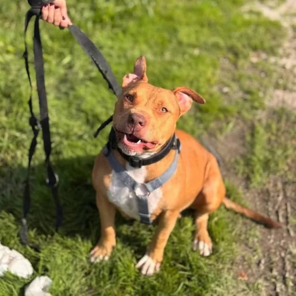 Sasha, female 3yo Mixed Breed for adoption at Rifugio San Francesco