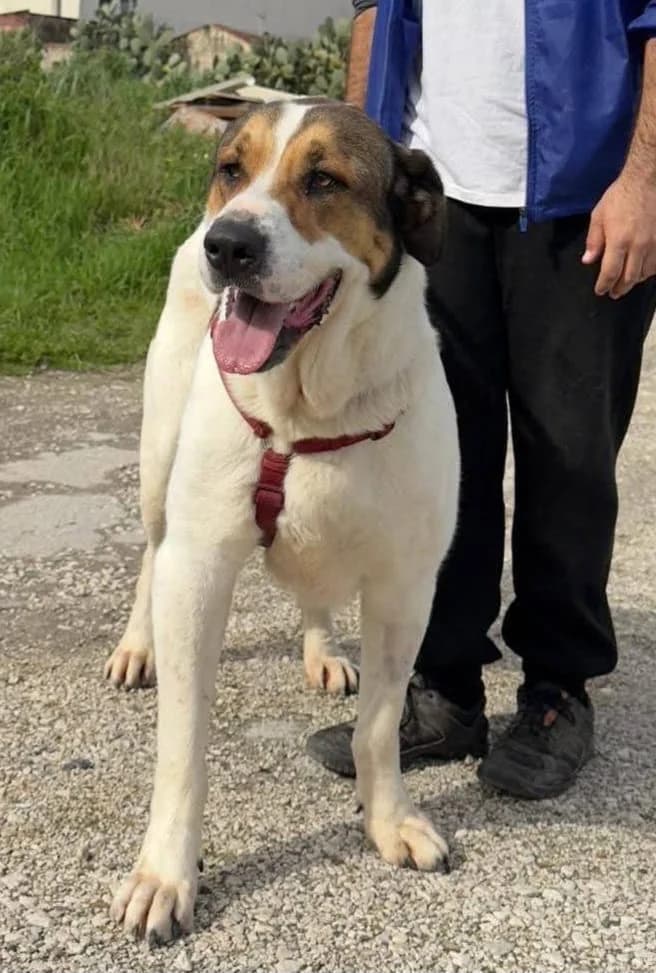 Thelma, female 3yo Mixed Breed for adoption at Rifugio San Francesco