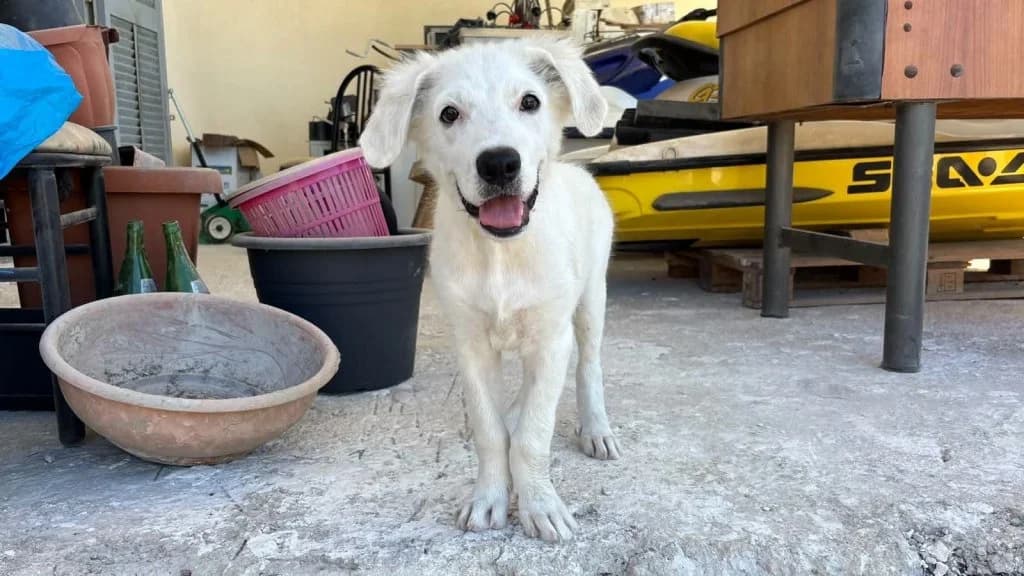 Toto’, male puppy Mixed Breed for adoption at Rifugio San Francesco