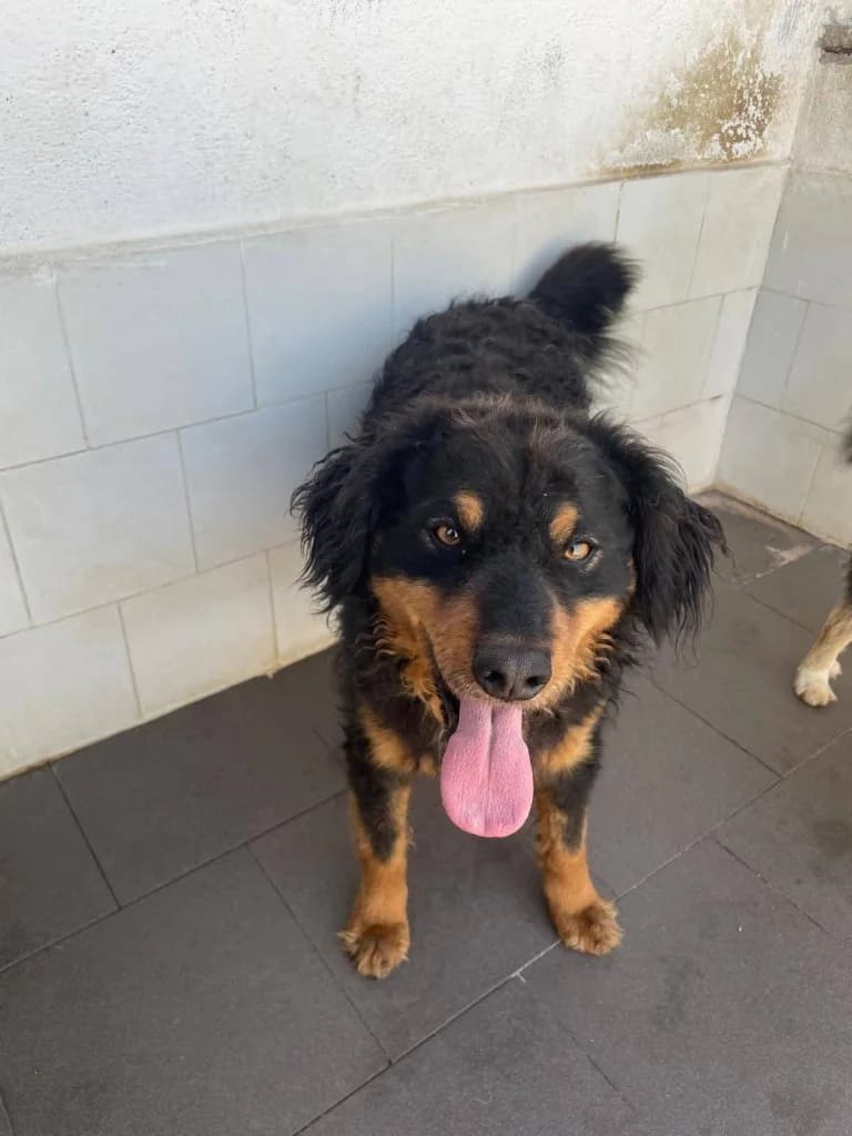 Tyson, male 3yo Mixed Breed for adoption at Rifugio San Francesco