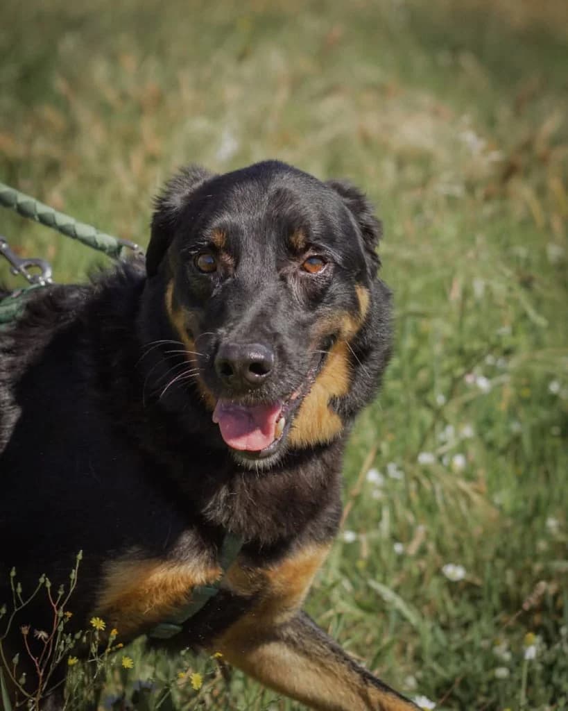Vegeta, male senior Mixed Breed for adoption at Rifugio San Francesco