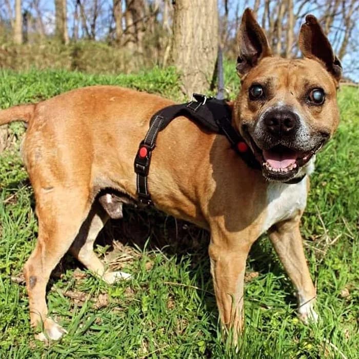 Lacky, male senior Mixed Breed for adoption at Description, Verbania