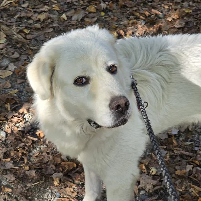 Neve, male 4yo Mixed Breed for adoption at Description, Verbania