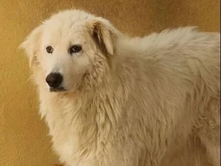 ALICE, female 6yo Mixed Breed for adoption at Rifugio Fata
