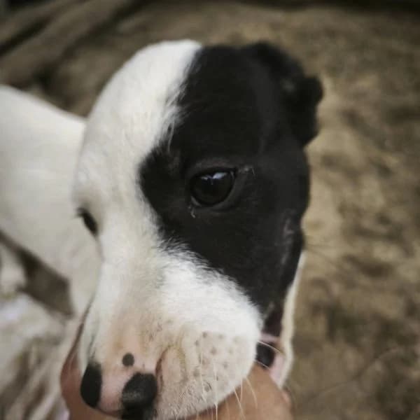 Artemide, female 6yo Mixed Breed for adoption at Il Silenzio degli Invisibili — Gera Lario, Gera Lario CO